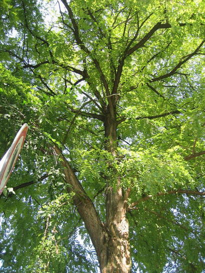  Image name: robinia2.jpg 
 width: 410 pixel 
 height: 545 pixel 
 Size: 116889 bytes 
 Click to enlarge 